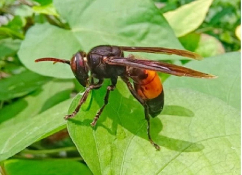 Ong vò vẽ. (Ảnh: Shutterstock)