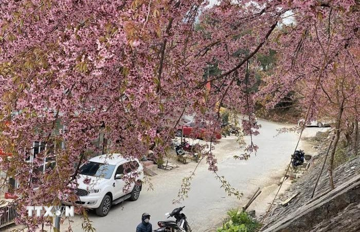 Hoa mai anh đào nở rộ khắp các nẻo đường ở Lũng Cú (Tuyên Quang), thu hút du khách. (Ảnh: TTXVN phát.)