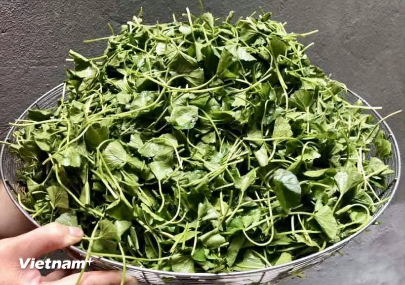 (Ảnh: Vietnam+)