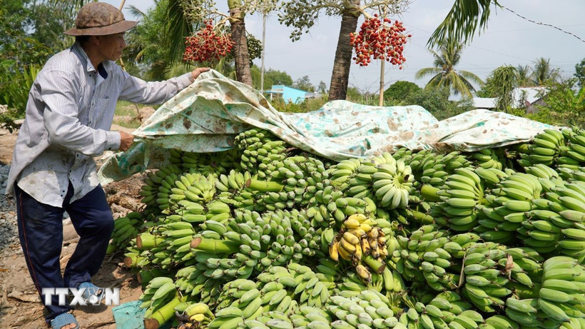 Nông dân Kiên Giang thu hoạch chuối xiêm. (Ảnh: Văn Sĩ/TTXVN)