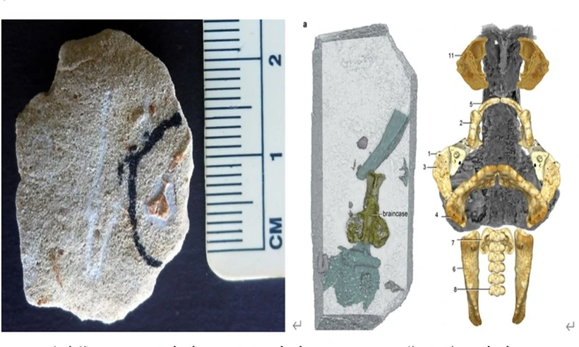 Palaeospondylus chỉ dài vài centimet, có thân hình mảnh như lươn và xương khớp kỳ dị. (Ảnh: globaltimes) Palaeospondylus chỉ dài vài centimet, có thân hình mảnh như lươn và xương khớp kỳ dị. (Ảnh: globaltimes)