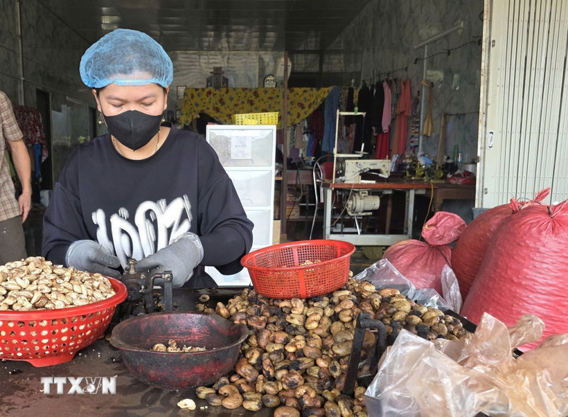 Chế biến hạt điều tại xã Ia O, tỉnh Gia Lai. (Ảnh: Hồng Điệp/TTXVN)