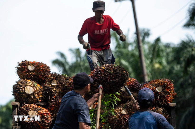 Thu hoạch trái cọ dầu ở Tây Java, Indonesia. (Ảnh: THX/TTXVN)