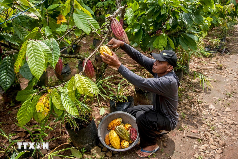 Nông dân thu hoạch quả ca cao tại Yogyakarta, Indonesia. (Ảnh: THX/TTXVN)