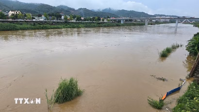 Nước sông dâng cao kéo theo nhiều củi rác trôi nổi, cùng nhiều đất cát, gây ngập úng nhiều diện tích rau màu của bà con canh tác ven sông tại Lào Cai. (Ảnh: Hương Thu TTXVN)