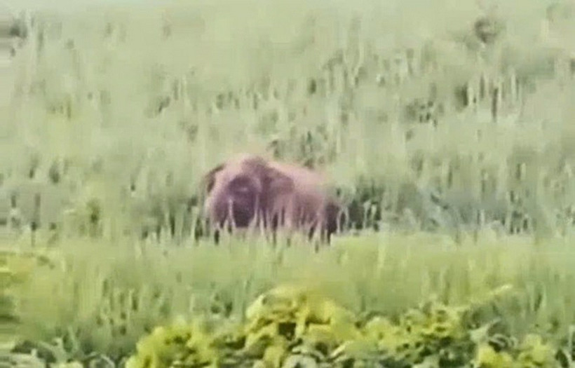 Cá thể voi rừng xuất hiện tại bản Manh, xã Mường Chọng phá hoa màu của dân. (Ảnh: Cắt từ clip)