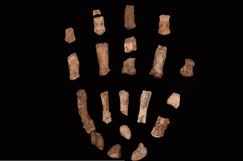 Hóa thạch xương bàn tay có niên đại 1,52 triệu năm trước.. (Ảnh: CNN)