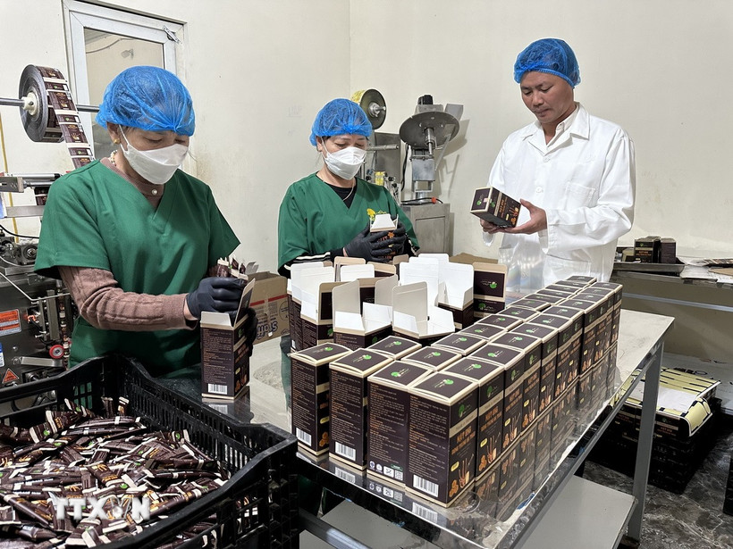 Hợp tác xã Nấm Tam Đảo đổi mới quy trình sản xuất, tham gia chương trình OCOP. (Ảnh: Nguyễn Thảo/TTXVN)