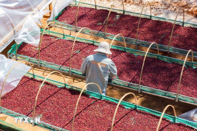 Sơ chế càphê tại Gia Lai. (Ảnh: Hoài Nam/TTXVN)