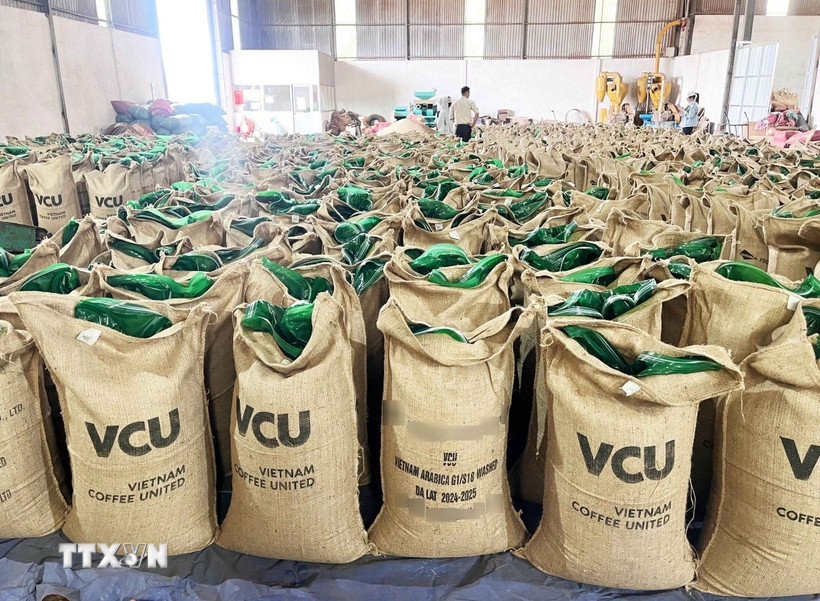 Càphê là mặt hàng có kim ngạch xuất khẩu lớn nhất của Việt Nam sang Nga. (Ảnh: Hoài Nam/TTXVN)