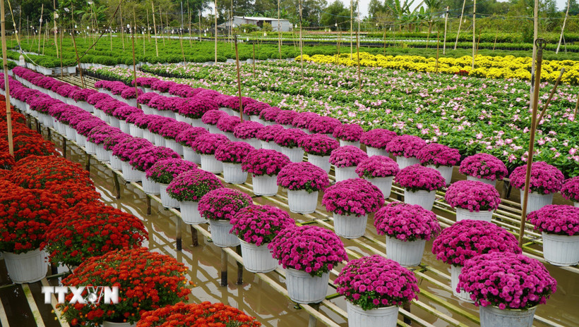 Nhiều loại hoa khoe sắc tại Tổ hợp tác sản xuất và cung ứng hoa, kiểng Tân An (đường Phạm Hữu Lầu, khóm Tân An, phường Sa Đéc). (Ảnh: Nhựt An/TTXVN)