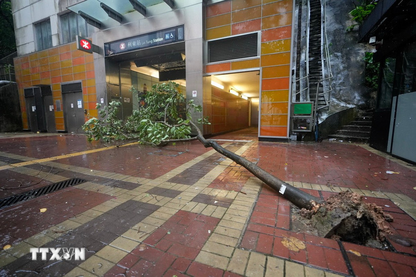 Cây đổ trong gió lớn do ảnh hưởng của bão Wipha tại Hong Kong, Trung Quốc. (Ảnh: THX/TTXVN)