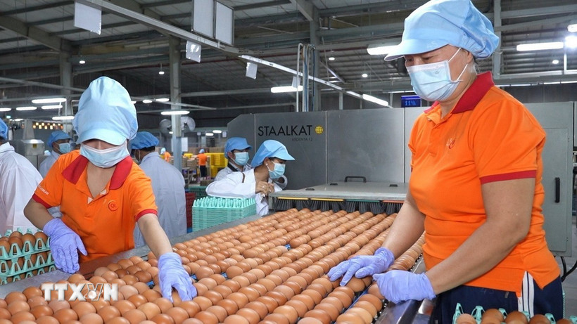 Khu vực đóng gói trứng gà tại Quy trình sản xuất trứng gà tại Công ty TNHH QL Việt Nam Agroresources từng bước tự động hóa góp phần nâng cao chất lượng sản phẩm. (Ảnh: Minh Phú/TTXVN)