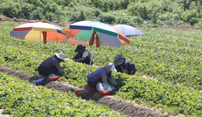 Nông dân thu hoạch dâu trên cánh đồng ở Miryang, tỉnh Bắc Gyeongsang, Hàn Quốc dưới trời nắng nóng, ngày 27/7/2026. (Ảnh: Yonhap/TTXVN phát)