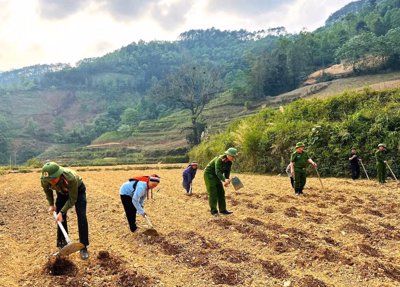 Cán bộ, chiến sĩ Công an xã Cán Tỷ cùng người dân làm đất, xuống giống khoai sọ cho vụ mới. (Ảnh: TTXVN )phát