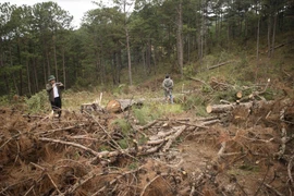 Gia Lai: Ba lãnh đạo Ban Quản lý rừng phòng hộ Ayun Pa bị kỷ luật
