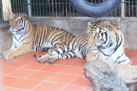 Nghệ An: Thông tin chính thức về các cá thể hổ bị công an thu giữ