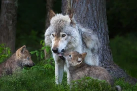 Mỹ: Lứa sói xám đầu tiên ra đời tại bang Colorado trong 80 năm qua
