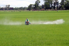 Khuyến cáo về thời gian kết thúc xuống giống lúa vụ Thu Đông