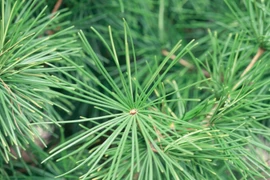 Hàn Quốc dùng công nghệ sử dụng lá thông để đo ô nhiễm không khí