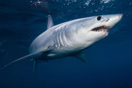 Nghiên cứu đầu tiên chứng minh cá mập cảm nhận từ trường để định hướng