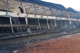 Hỏa hoạn thiêu rụi trang trại nuôi lợn, ước tính thiệt hại 90 tỷ đồng