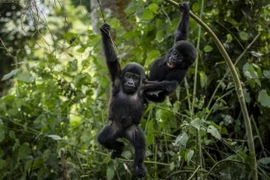 Xung đột đe dọa hơn 200 loài động, thực vật nguy cấp trên thế giới 