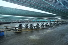 Linh hoạt thị trường, xuất khẩu tôm kỳ vọng khởi sắc trong năm 2021
