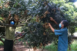 Người dân Hưng Yên thu hoạch nhãn tại vườn gia đình. (Ảnh: Đinh Tuấn/TTXVN)