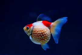 [Video] Nghệ thuật nuôi cá vàng nức tiếng ở Phúc Kiến của Trung Quốc