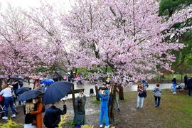 [Photo] Người dân Moskva đội mưa tới công viên ngắm hoa anh đào đua nở