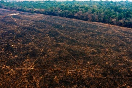 WWF: Diện tích rừng biến mất trong thập kỷ qua lớn hơn cả nước Đức