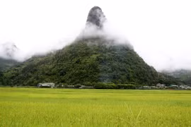 [Photo] Quyến rũ mùa vàng trên cánh đồng Mường Khương ở Lào Cai
