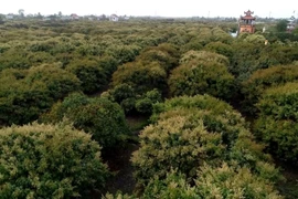 Thời tiết thuận lợi, vải sớm Thanh Hà hứa hẹn vụ mùa bội thu