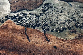 Ngỡ ngàng vẻ đẹp đàn trâu hàng trăm con trong khu vực lòng hồ Suối Đá