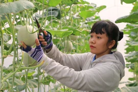 Ngành nông nghiệp duy trì sản xuất, thích ứng linh hoạt với đại dịch 