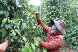 Nông dân tại xã Ea Bhốk, huyện Cư Kuin, tỉnh Đắk Lắk thu hoạch tiêu. (Ảnh: Tuấn Anh/TTXVN)