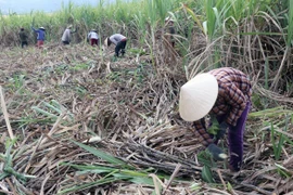  Nhiều diện tích mía ở Phú Yên đang bị thu hẹp. (Ảnh: Thế Lập/TTXVN)