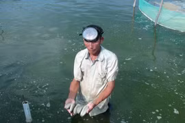 Hải sâm được nuôi trong ao cát kết hợp với ốc hương ở giai đoạn 2. (Ảnh: Phan Sáu/TTXVN)