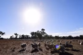 Cánh đồng cỏ dành cho chăn nuôi gia súc bị khô hạn do nắng nóng kéo dài tại bang New South Wales, Australia. (Ảnh: AFP/TTXVN)