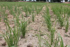 Phương pháp canh tác SRI giúp vụ mùa của nông dân Thái Lan tăng sản lượng 40%. (Nguồn: mekongcommons.org)