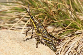 (Nguồn: Amazing Animals)