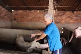 Người dân huyện Đức Huệ (Long An) chủ động tiêm phòng dịch bệnh cho lợn. (Ảnh: Đức Hạnh/TTXVN)