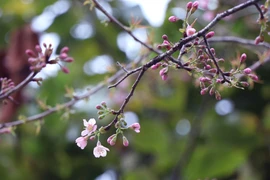 [Photo] Hoa Tớ Dày rắc Xuân rực rỡ khắp rẻo cao Tây Bắc