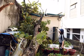 Mưa lớn và gió mạnh khiến nhiều nhà dân ở thành phố Tuyên Quang bị hư hại. (Ảnh: Quang Cường/TTXVN)