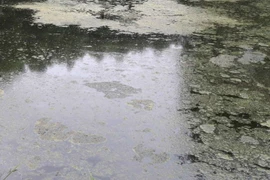 Môi trường trong khu dân cư bị ô nhiễm nghiêm trọng do trang trai lợn xả thải trực tiếp. (Ảnh: Nguyễn Oanh/TTXVN)