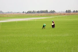 Chăm sóc lua tại huyện Hòn Đất, Kiên Giang. (Ảnh: Lê Huy Hải/TTXVN)