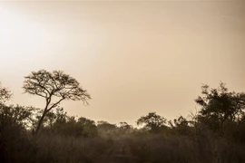 Quang cảnh tại công viên quốc gia Pendjari ở Tanguieta, Benin ngày 10/1/2018. (Ảnh: AFP/TTXVN)