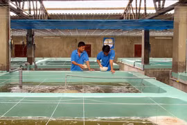 Nuôi tôm postlarvae tại cơ sở nuôi tập trung ở xã An Hải, Ninh Phước, Ninh Thuận. (Ảnh: Công Thử/TTXVN)