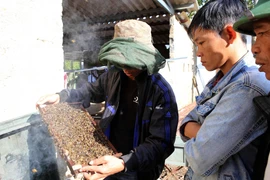 Mô hình “Nuôi ong để phát triển bền vững” cho 30 hộ dân tại xã Lộc Bổn, huyện Phú Lộc, Thừa Thiên-Huế nằm trong Dự án Trường Sơn Xanh do Cơ quan Phát triển Quốc tế của Hoa Kỳ (USAID) tài trợ. (Ảnh: Hồ Cầu/TTXVN)